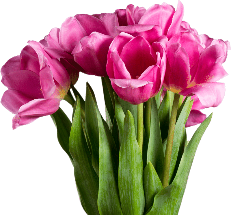 tulip