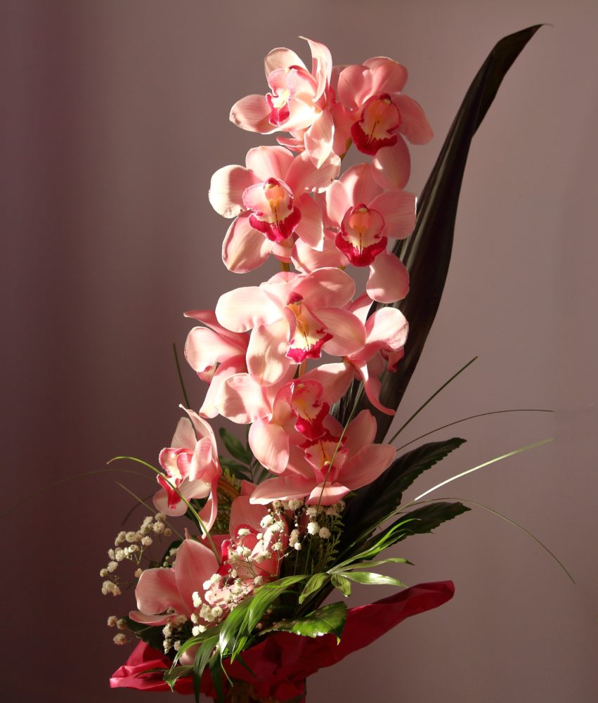 pink orchid