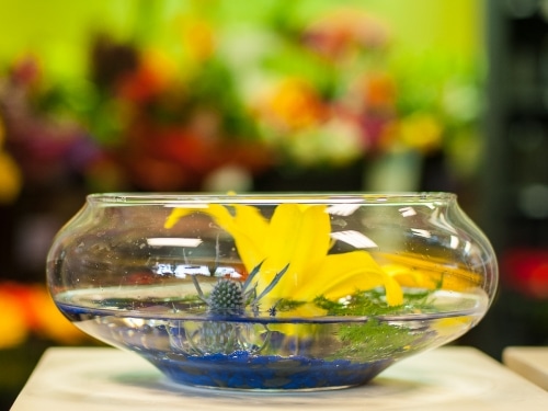 Terrarium plant